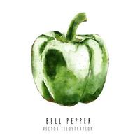 Green bell Pepper hand drawn watercolor painting isolated on white background vector