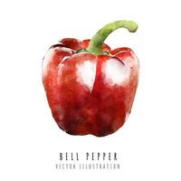 Red bell Pepper  hand drawn watercolor painting isolated on white background vector