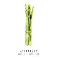 Asparagus hand drawn watercolor painting isolated on white background vector