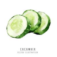 Cucumber slice watercolor painting isolated on white background vector