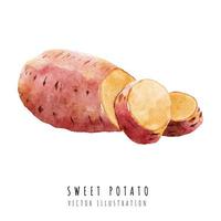 Sweet potato hand drawn watercolor painting isolated on white background vector