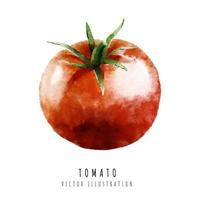 Tomato hand drawn watercolor painting isolated on white background vector