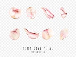 Pink rose petal watercolor painting isolated on white background vector
