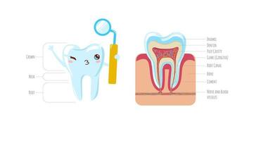 Tooth anatomy. tooth structure. Cute tooth and cut isolated on white background with description. enamel, dentin, dental pulp with roots. Vector illustration.