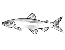 coregonus albula Vendace o el europeo cisco pescado Alemania Europa dibujos animados dibujo trama de semitonos negro y blanco png