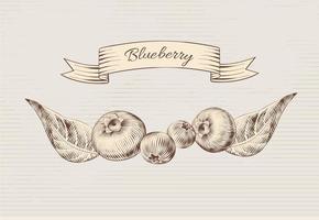 Vintage engraving drawing set of blueberries and ribbon, isolated on beige background vector