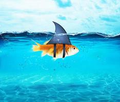 Goldfish acting as shark to terrorize the enemies. Concept of competition and bravery photo