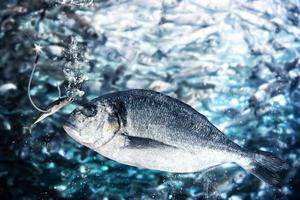 pescado toma el cebo a señuelo foto