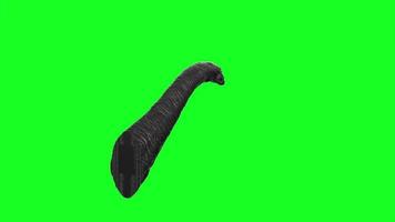 Apatosaurus animal isolated on green background video