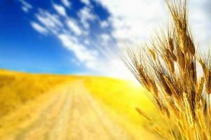 Wheat yellow field photo