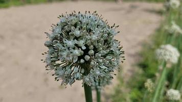 verschillend vormen van natuur bloemen vrij downloaden video