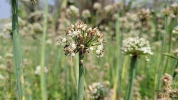 diverso le forme di natura fiori gratuito Scarica video