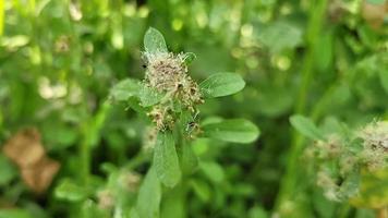 verschillend vormen van natuur bloemen vrij downloaden video