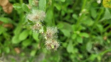 verschillend vormen van natuur bloemen vrij downloaden video