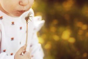 little girl blowing on a dandelion in a field photo