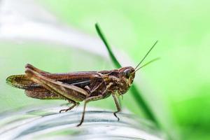 un saltamontes en un verde césped antecedentes cerca. un saltamontes se sienta en un vaso tarro . foto