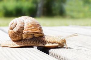 the snail crawls on a wooden background in the garden