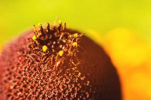 flor Rudbeckia de cerca. antecedentes. fondo de pantalla foto