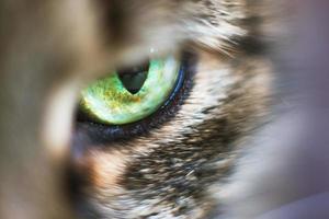 cat's eye close up. gray cat's head photo