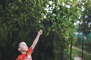 a boy picks an apple from a tree photo