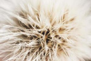 dandelion with parachutes close-up. background . dandelion in bloom photo