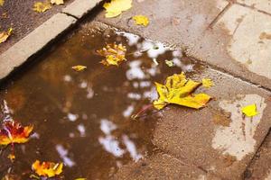 autumn leaf on the asphalt near a puddle photo