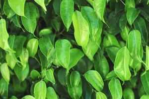 fresh green foliage background. natural leaves pattern photo