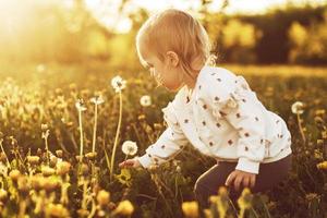 little girl is tearing a dandelion in the field photo