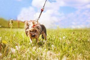 pequeño perro camina en el parque. un retrato de un Yorkshire terrier foto