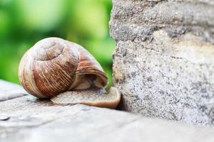 the snail crawls on a wooden background in the garden. the snail hid in a shell photo