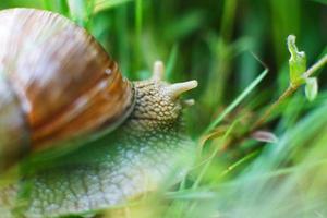 the snail crawls in the grass close photo