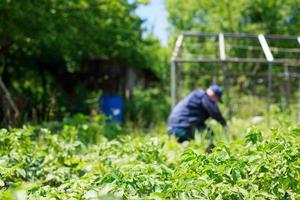 A man is weeding beds. Man in the garden photo