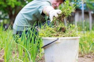 A man is weeding beds. Man in the garden photo