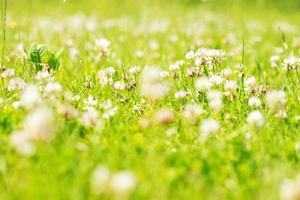 clover. Glade with flowers. clover background photo