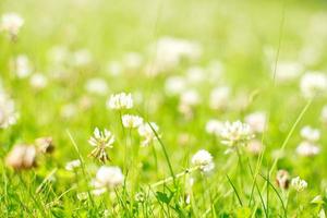 clover. Glade with flowers. clover background photo