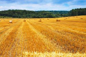 Beautiful landscape with hay straw bales after harvest in summer. Haystacks on field photo