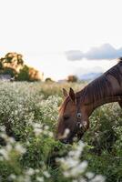 un caballo alimentándose foto