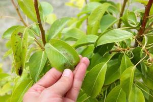 Pear leaves are affected by gall mite. Concept of diseases and pests on tree. photo