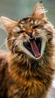 Close-up portrait of a gray striped domestic cat.Image for veterinary clinics, sites about cats, for cat food. photo