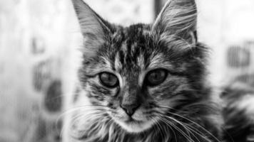 Close-up portrait of a gray striped domestic cat.Image for veterinary clinics, sites about cats, for cat food. photo