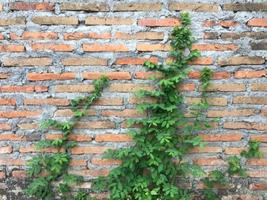 plants that creep on the walls of the house photo