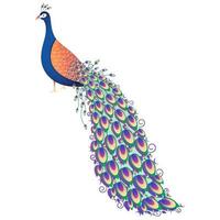 Colorful Peacock Illustration On White Background. vector