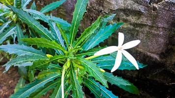 Kitolod sangkobak isotoma longiflora Medicinal plant, white flower and green leaves photo