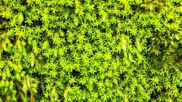 Close up surface of the wall covered with green moss. Natural background for design and text. photo