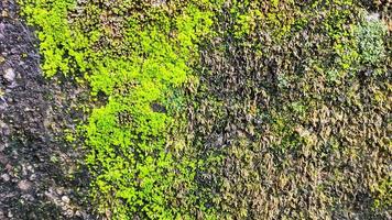 cerca arriba superficie de el pared cubierto con verde musgo. natural antecedentes para diseño. espacio para texto. foto