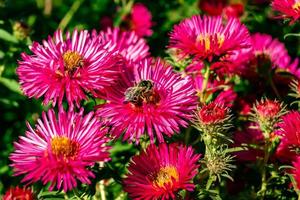 Beautiful wild flower winged bee on background foliage meadow photo