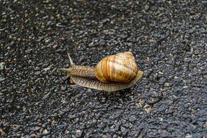 Caracol de jardín grande con concha arrastrándose por la carretera mojada date prisa en casa foto