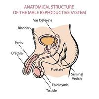 masculino reproductivo sistema esquema medicina educación vector