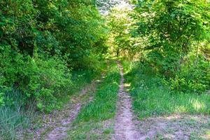 Photography on theme beautiful footpath in wild foliage woodland photo