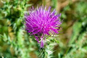 Hermosa flor creciente cardo de raíz de bardana en pradera de fondo foto